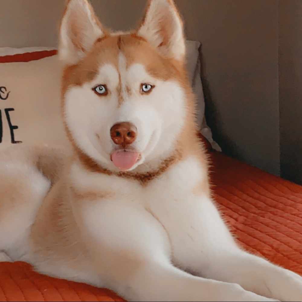 Meet your Posher, Lupe